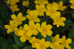 Caltha palustris subsp. palustrisGewone dotterbloem bestellen